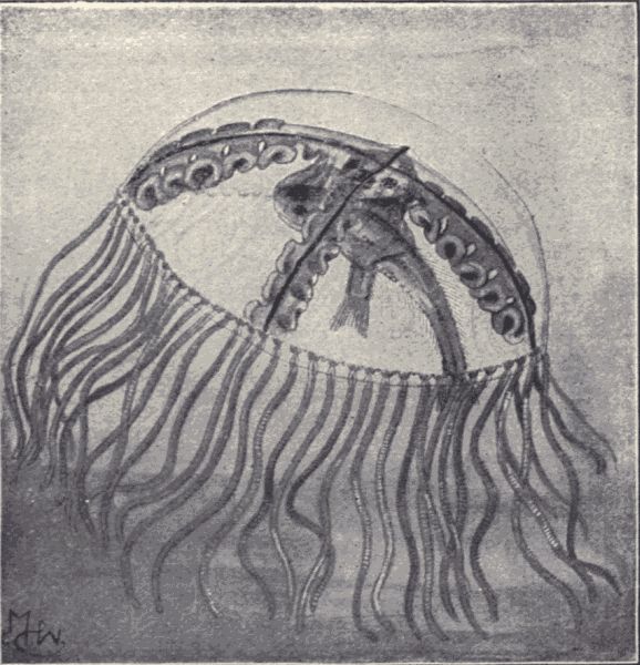 Medusa.