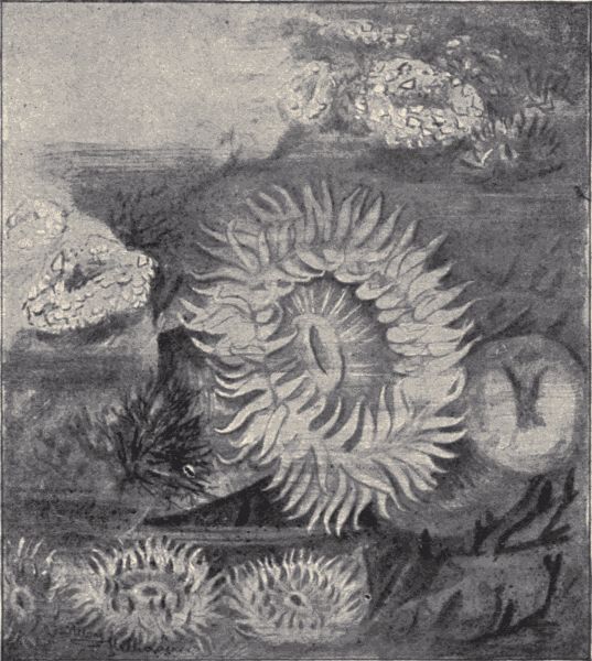 Sea anemones.