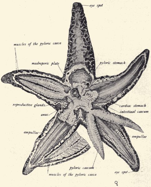 Dissection of a starfish.