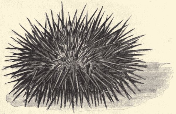 A sea-urchin.