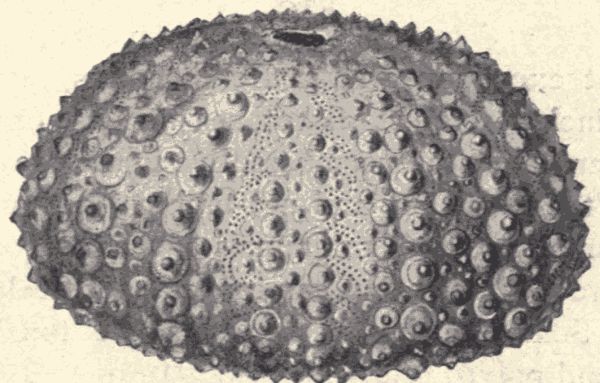 Test of sea-urchin.