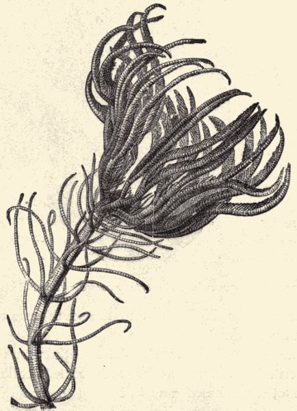 A crinoid or feather-star.