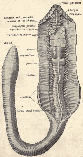 Dissection of the earthworm.