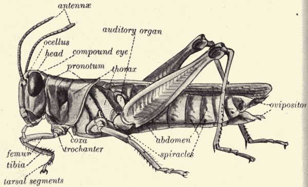 The red-legged locust.