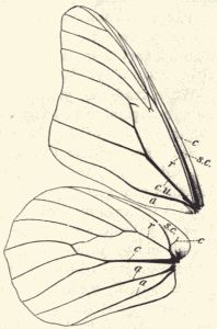 Wings of Monarch butterfly.