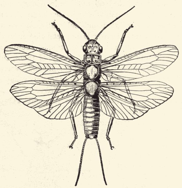 A stone fly.