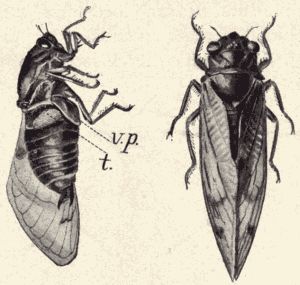 The seventeen-year cicada.