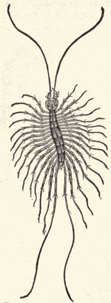 The skein centiped.