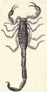 A scorpion.