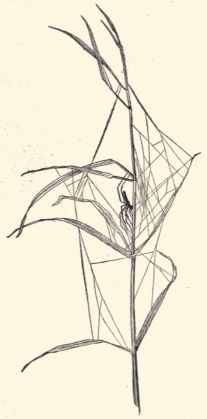 A long-legged spider.