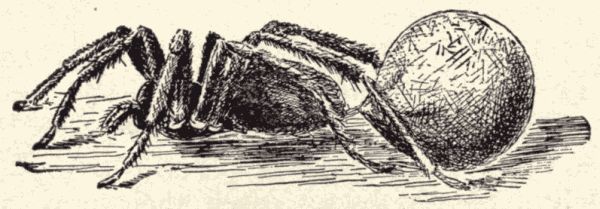 A female running spider.