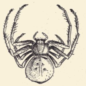 A crab-spider.