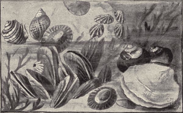 A group of marine Pacific Coast molluscs.
