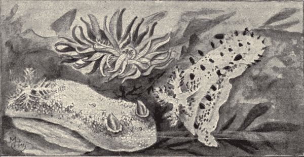 Three Pacific Coast nudibranchs.