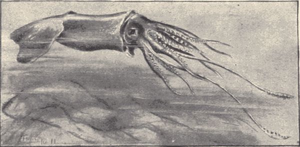 The giant squid.