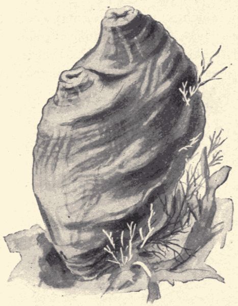 An ascidian.