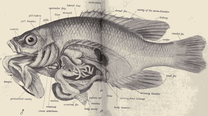Dissection of the sunfish.