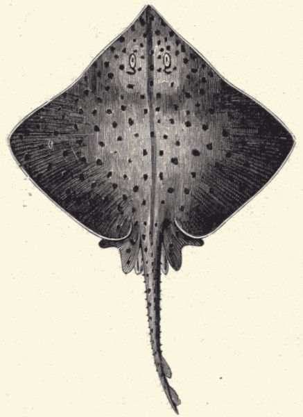 The common skate.