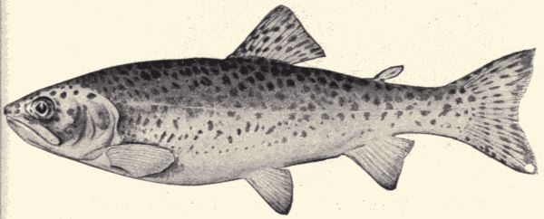 The rainbow-trout.