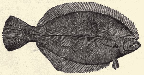 The winter flounder.