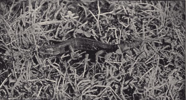 A lizard in the grass.