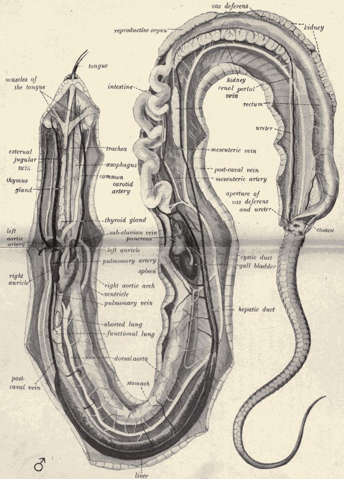 Dissection of the garter snake.