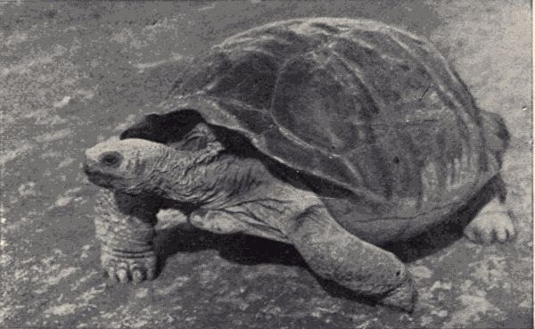 The giant land-tortoise.