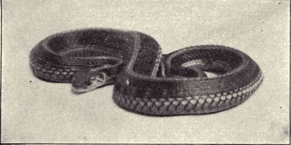 A garter snake.