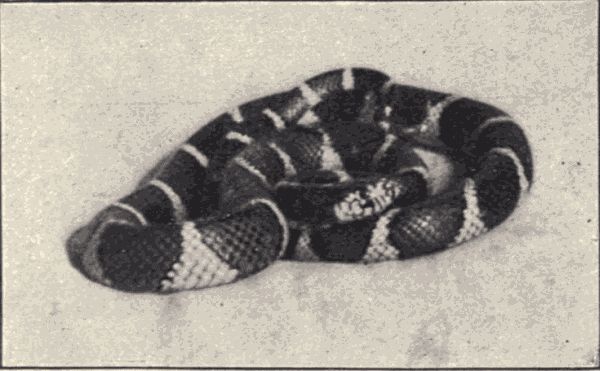 A king snake.