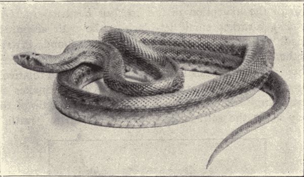 A gopher-snake.