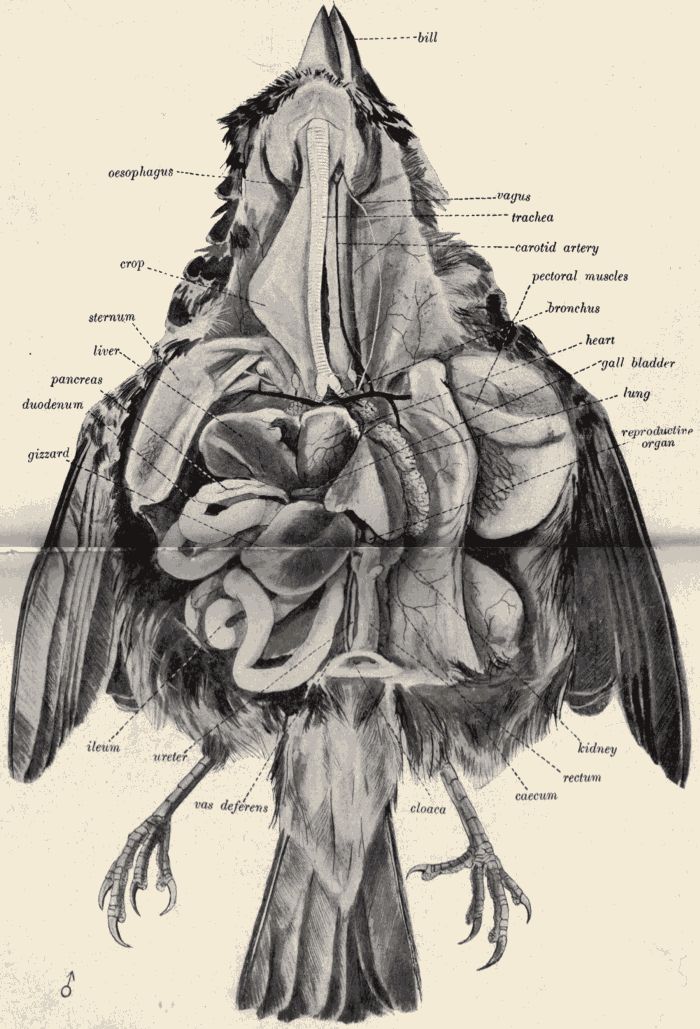 Dissection of the English sparrow.