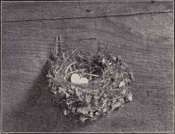 The nest and eggs of the black phœbe.
