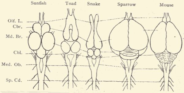 Diagram of brains of vertebrates.