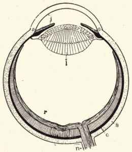 Diagram of vertebrate eye.