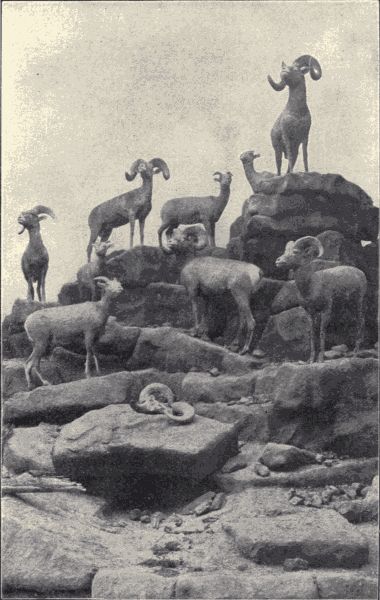 A group of Rocky Mountain sheep.
