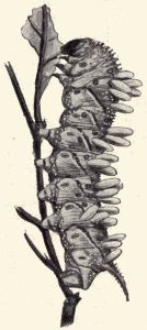 Larva of a sphinx-moth.