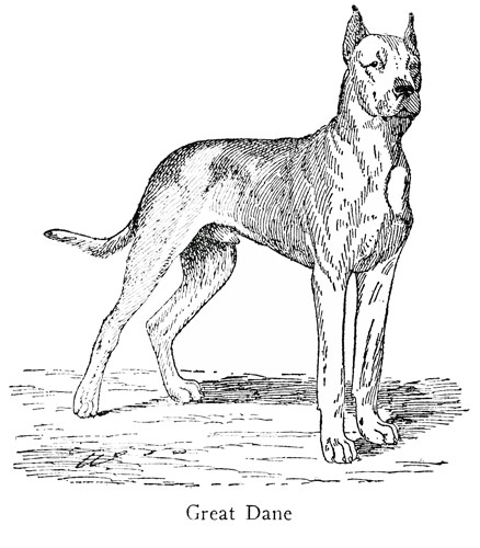 Great Dane