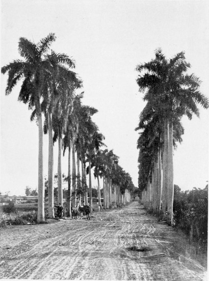 AVENUE OF PALM TREES, PALATINO.