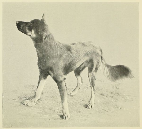 The Dingoe Or Native Dog.
