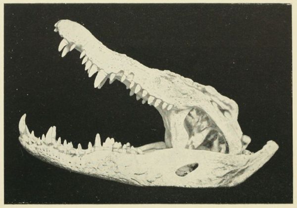 Crocodile's Jaws.