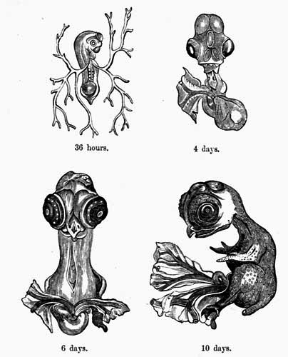 36 hours. 4 days.
6 days. 10 days.