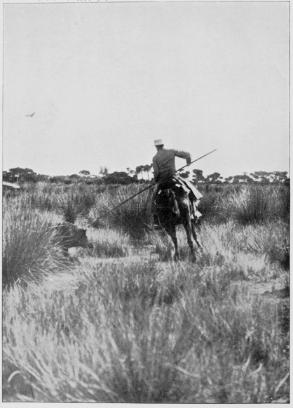 H.M. King Alfonso XIII spearing a boar.