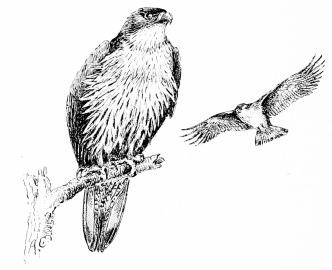 BONELLI’S EAGLE (Aquila bonellii)

A pair disturbed at their eyrie.