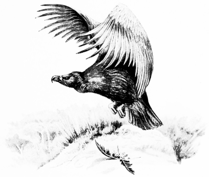 Types of Spanish Bird-Life

BLACK VULTURE (Vultur monachus)

Nests in the mountain-forests of Central Spain, and winters in
Andalucia. Sketched in Cote Doñana—“Getting under way.”