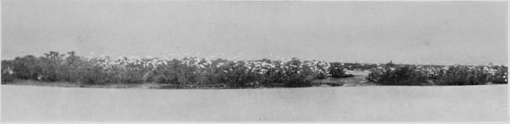 Egret-Heronry at Santolalla, Coto Doñana.

(THE FOREGROUND IS SAND.)

FROM PHOTOGRAPHS BY H. R. H. PHILIPPE, DUKE OF ORLEANS.