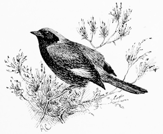 BLACKSTART (Ruticilla titys)

Abundant in winter; retires to the sierra to nest.
