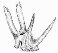 ABNORMAL CAST ANTLER

(Picked up in Doñana.)