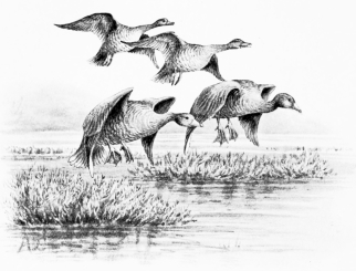 WILD GEESE ALIGHTING AT FIFTEEN YARDS

(Take the upper pair right-and-left, leaving the nearer geese for second
gun.)