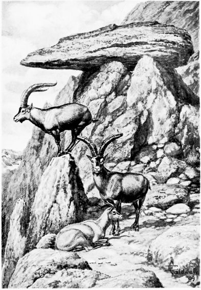 ON THE RISCO DEL FRAILE.

Spanish Ibex in Sierra de Grédos..