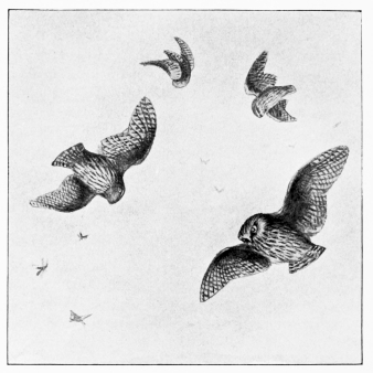 A SUMMER EVENING—SPARROW-OWLS (Athene noctua) AND
MOTHS